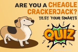 Aussiedoodle: Comprehensive Breed Guide, Traits & Care