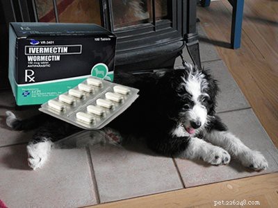 Aussiedoodle: Comprehensive Breed Guide, Traits & Care