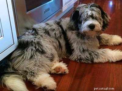 Aussiedoodle: Comprehensive Breed Guide, Traits & Care