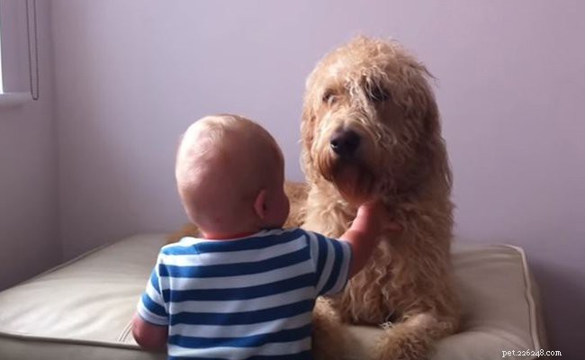 Australian Labradoodle: Comprehensive Breed Guide & History