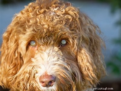 Australian Labradoodle: Comprehensive Breed Guide & History