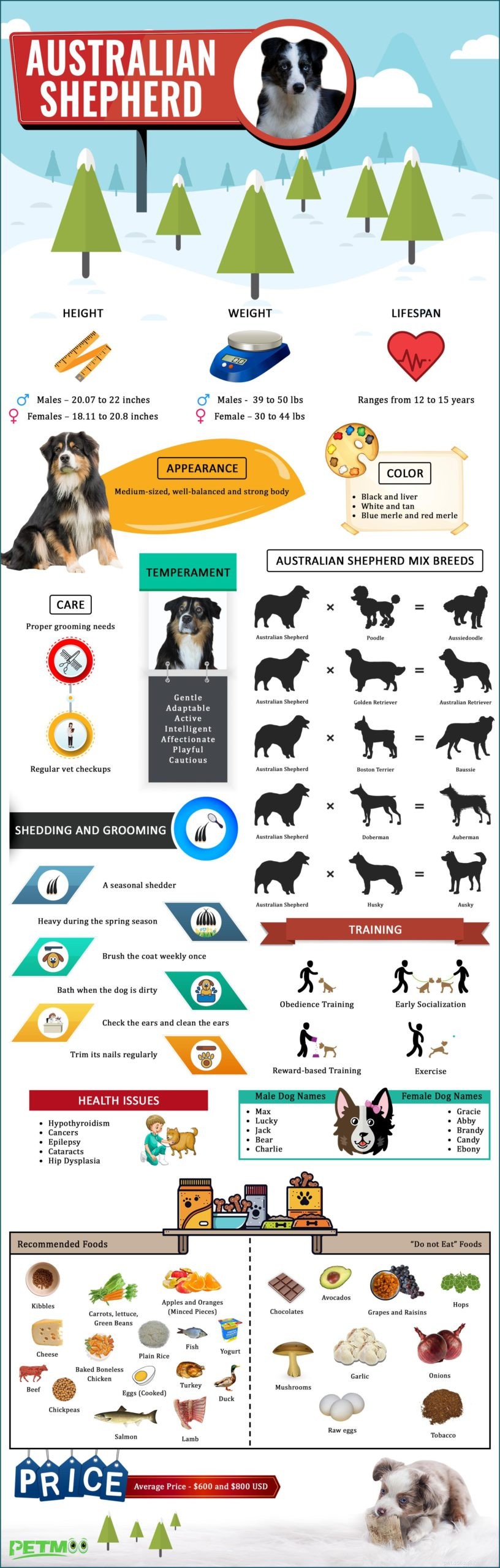 Australian Shepherd Puppy Guide: Traits, Care, and Characteristics