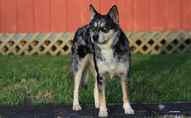 Australian Shepherd Crosses: 20 Engaging Aussie Mix Breeds