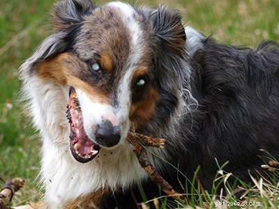 Australian Shepherd Puppy Guide: Traits, Care, and Characteristics