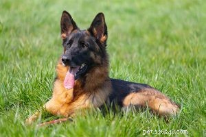 Australian Shepherd Puppy Guide: Traits, Care, and Characteristics