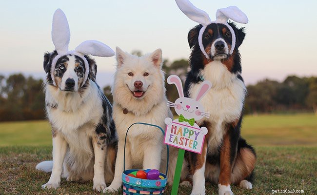 Australian Shepherd Puppy Guide: Traits, Care, and Characteristics