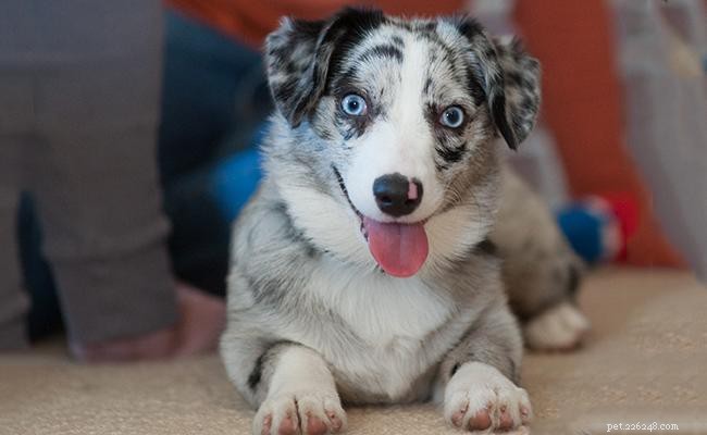 Australian Shepherd Crosses: 20 Engaging Aussie Mix Breeds
