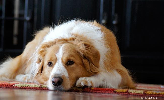 Australian Shepherd Crosses: 20 Engaging Aussie Mix Breeds