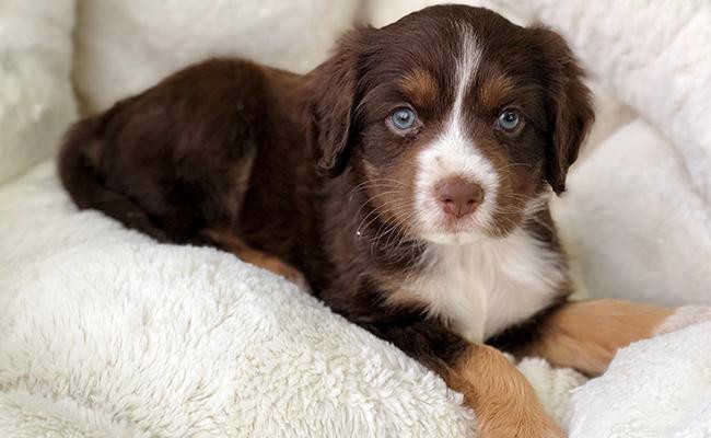 Australian Shepherd Crosses: 20 Engaging Aussie Mix Breeds
