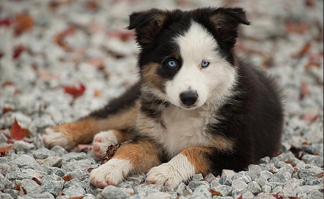 Australian Shepherd Crosses: 20 Engaging Aussie Mix Breeds