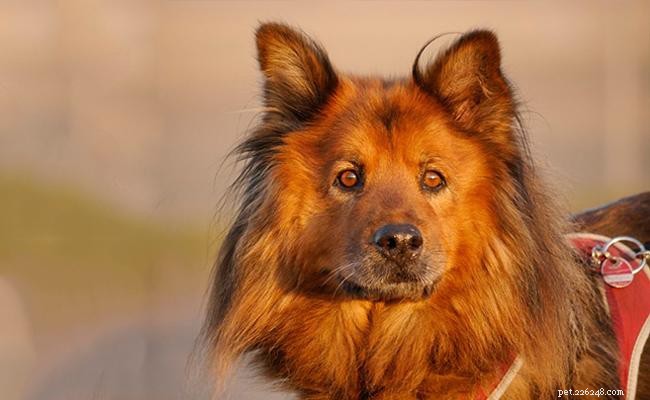 Australian Shepherd Crosses: 20 Engaging Aussie Mix Breeds