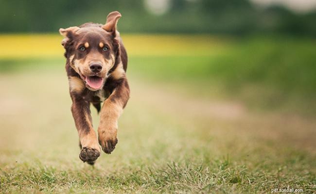 Australian Shepherd Crosses: 20 Engaging Aussie Mix Breeds