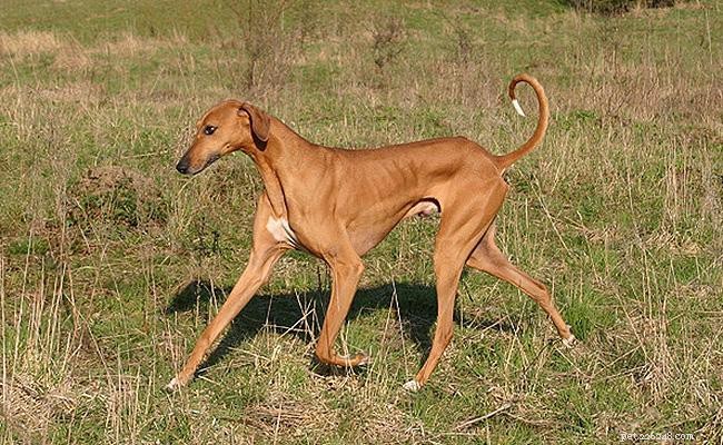 Azawakh: A Complete Guide to the Elegant West African Sighthound