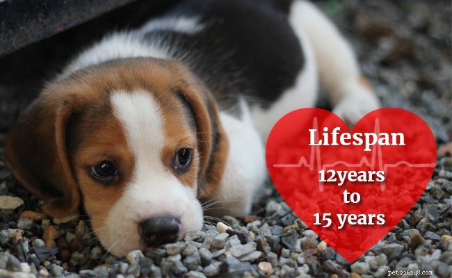 Beagle Puppy Care Guide: Temperament, Grooming & Essential Tips