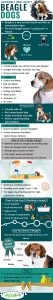 Beagle Puppy Care Guide: Temperament, Grooming & Essential Tips