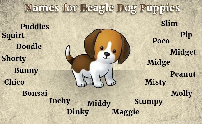 Beagle Puppy Care Guide: Temperament, Grooming & Essential Tips