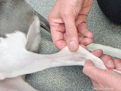Beagle Puppy Care Guide: Temperament, Grooming & Essential Tips