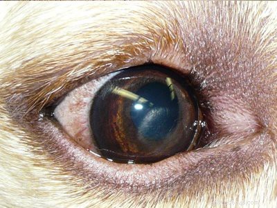 Beagle Puppy Care Guide: Temperament, Grooming & Essential Tips
