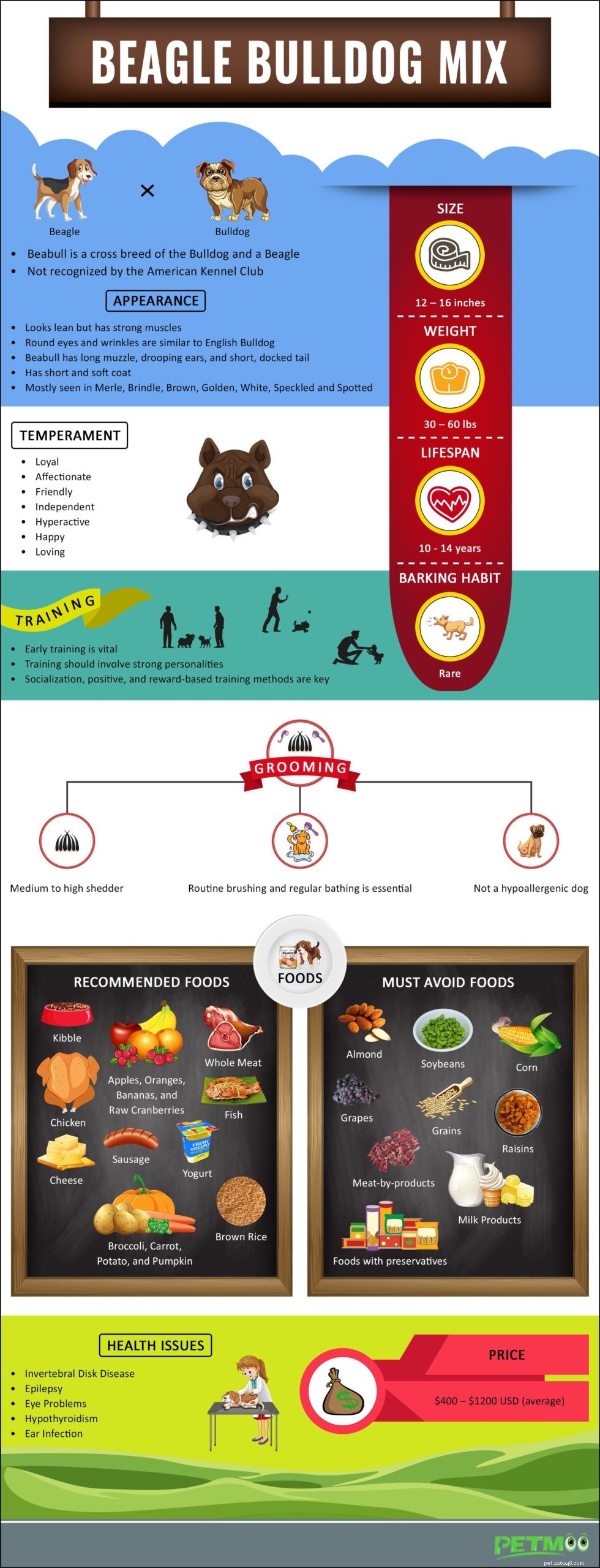 Beabull Dog Breed: A Complete Guide to the Beagle-Bulldog Mix