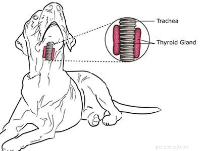 Beabull Dog Breed: A Complete Guide to the Beagle-Bulldog Mix