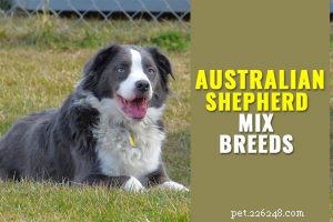 Beabull Dog Breed: A Complete Guide to the Beagle-Bulldog Mix