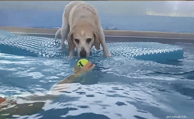 Beagle Lab Mix (Beagador): All You Need to Know