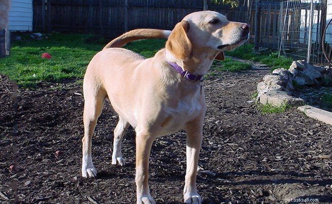 Beagle Lab Mix (Beagador): All You Need to Know