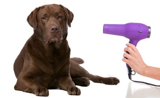 Beagle Lab Mix (Beagador): All You Need to Know