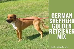 Beagle Lab Mix (Beagador): All You Need to Know