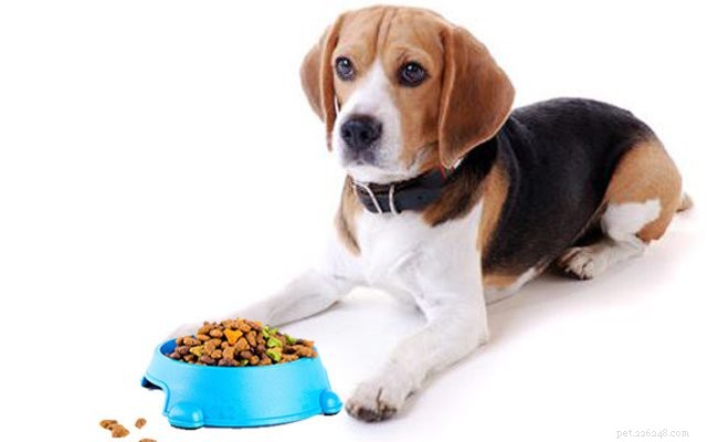 Beagle Lab Mix (Beagador): All You Need to Know