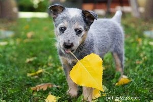 Beagle Mix (Beabull) – Key Facts About the Popular Beagle-Bulldog Hybrid