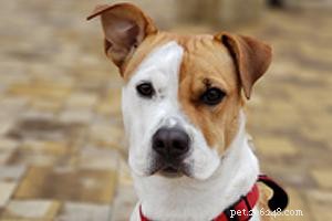 Beagle Mix (Beabull) – Key Facts About the Popular Beagle-Bulldog Hybrid