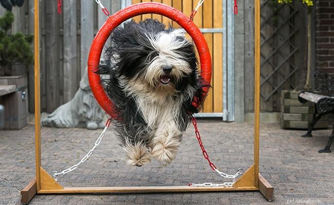 Bearded Collie: Comprehensive Guide to the Friendly Scottish Herding Dog