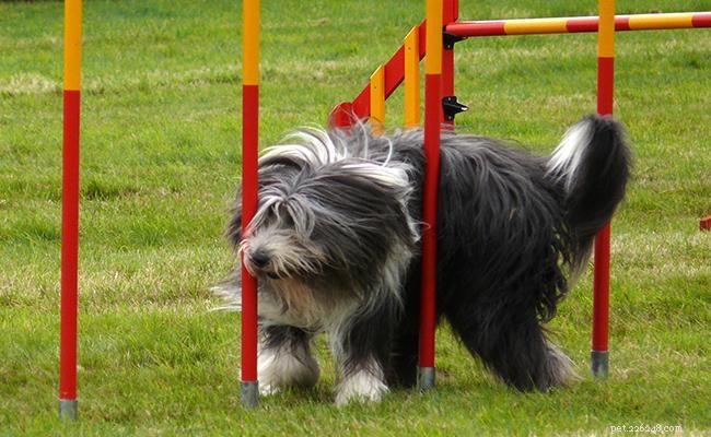 Bearded Collie: Comprehensive Guide to the Friendly Scottish Herding Dog