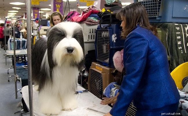 Bearded Collie: Comprehensive Guide to the Friendly Scottish Herding Dog