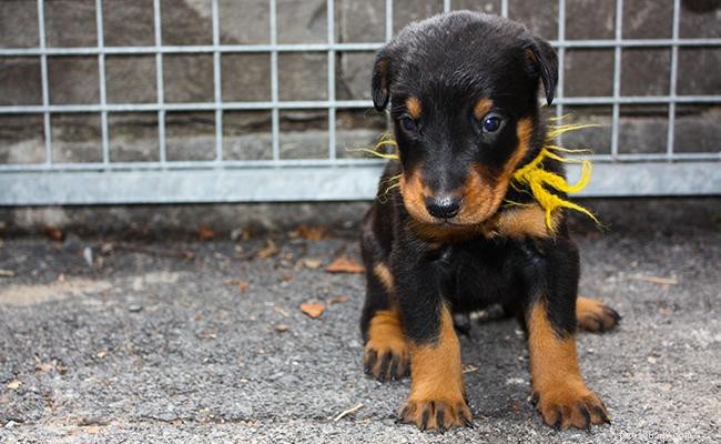 Beauceron Dog Breed: Origin, Traits, Care & Training Guide