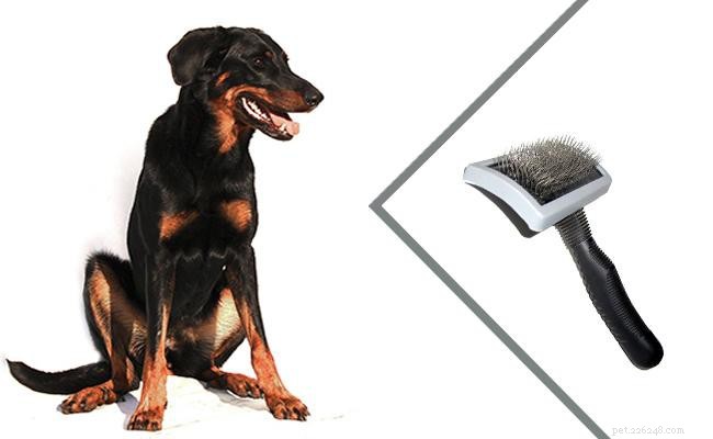 Beauceron Dog Breed: Origin, Traits, Care & Training Guide