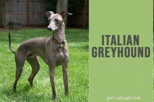 Belgian Malinois: Comprehensive Breed Guide & Care Tips