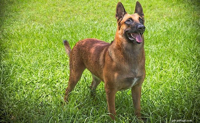 Belgian Malinois: Comprehensive Breed Guide & Care Tips