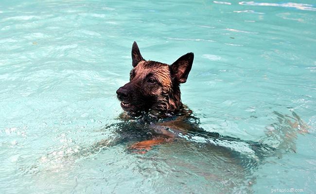 Belgian Malinois: Comprehensive Breed Guide & Care Tips