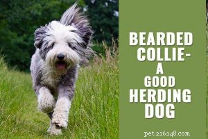 Belgian Shepherd: Comprehensive Breed Guide & Training Tips