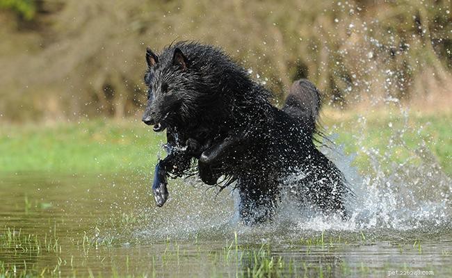 Belgian Shepherd: Comprehensive Breed Guide & Training Tips