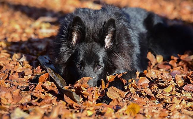 Belgian Shepherd: Comprehensive Breed Guide & Training Tips