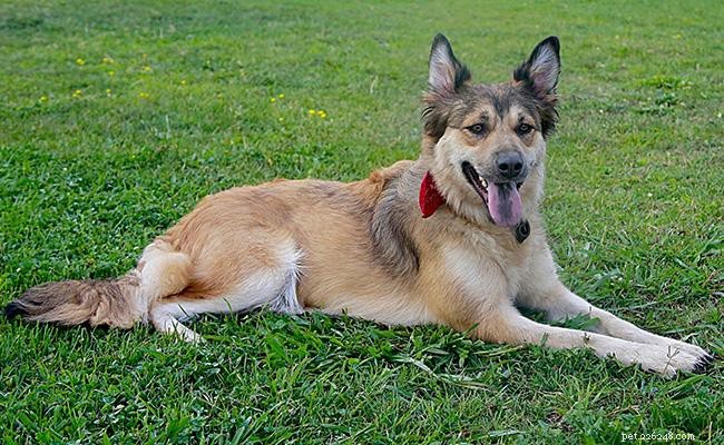 Belgian Shepherd: Comprehensive Breed Guide & Training Tips