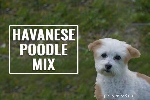 Bernedoodle Dog Breed Guide: Size, Lifespan, Coat, and Care