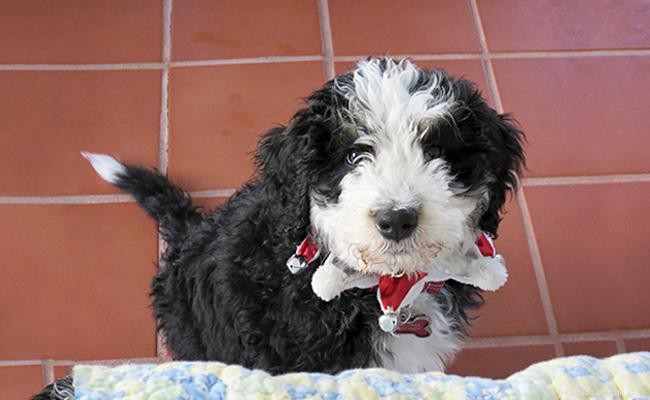 Bernedoodle Dog Breed Guide: Size, Lifespan, Coat, and Care