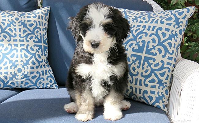 Bernedoodle Dog Breed Guide: Size, Lifespan, Coat, and Care