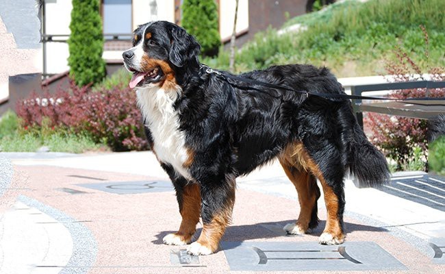 Bernese Mountain Dog Puppies: Complete Guide to Breed, Care, and Health