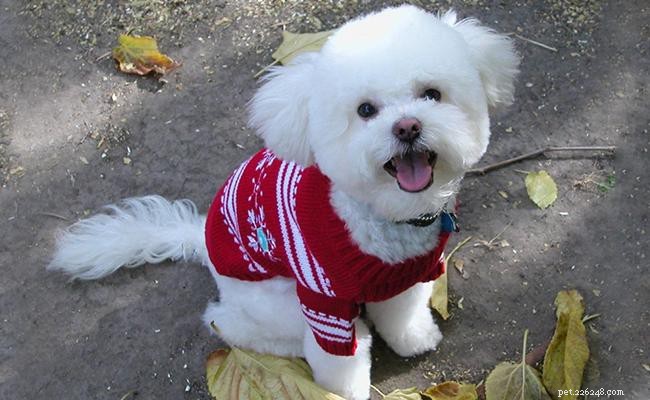 Bichon Poodle Mix (Poochon) Owner’s Guide: Traits, Care, and Lifespan