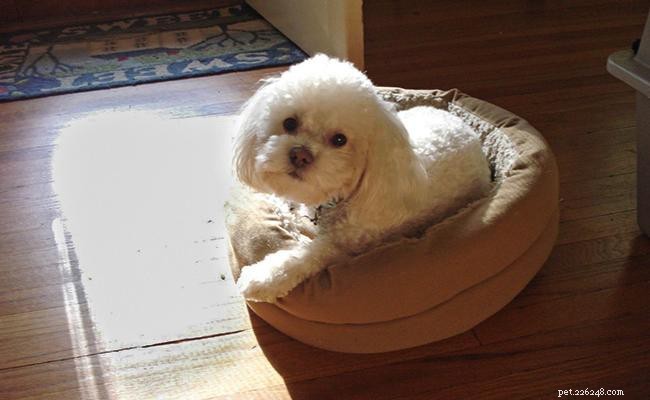 Bichon Poodle Mix (Poochon) Owner’s Guide: Traits, Care, and Lifespan